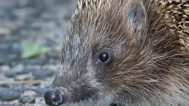 Еж на дороге смотреть онлайн