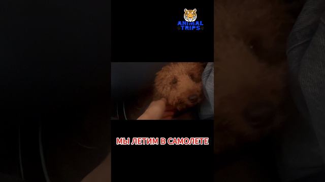 ДОСТАВКА СОБАЧКИ ИЗ ДУБАЙ В МОСКВУ #Перевозкаживотных #Доставкаживотных #Дубай #AnimalTrips
