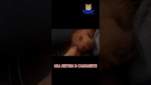 ДОСТАВКА СОБАЧКИ ИЗ ДУБАЙ В МОСКВУ #Перевозкаживотных #Доставкаживотных #Дубай #AnimalTrips