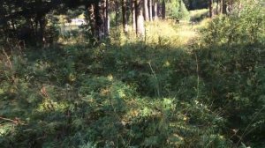 Достопримечательности посёлка Таёжный.