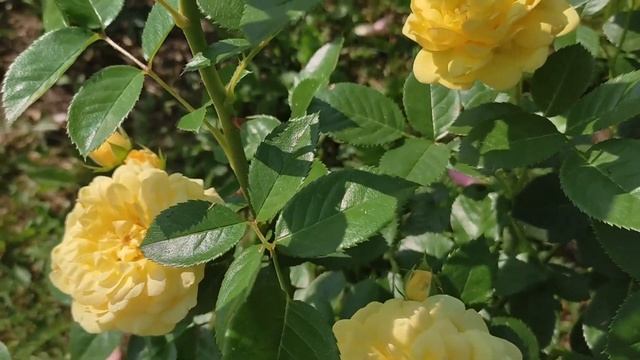 Краткий обзор розы "Anny Duperey". Meillanb 2006. смотреть онлайн