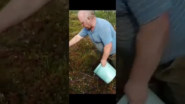 Разбор ошибок при сборе ягод граблями смотреть онлайн