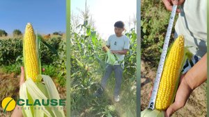 Драйвер F1 - Непревзойденный Лидер на Рынке Сладкой Кукурузы