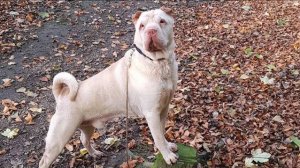 Правильный шарпей - собака для жизни. Знакомьтесь, заочник Граф!