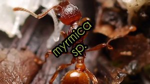 ТОП-5 местных(Российских) видов муравьëв для новичков