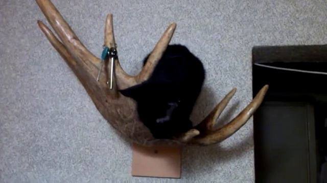 в лосиных рогах смотреть онлайн