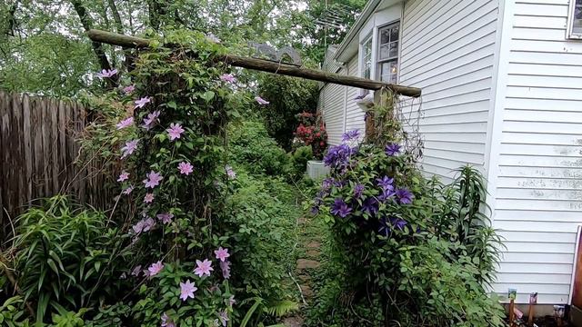 Clematis смотреть онлайн