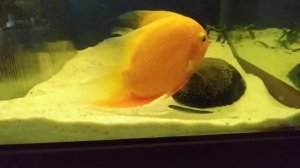 Северум красноточечный (красный жемчуг) нерест.