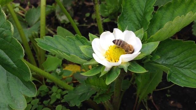 Природный газон ? / Какую траву можно давать курам несушкам ? / Электрическая газонокосилка Makita смотреть онлайн