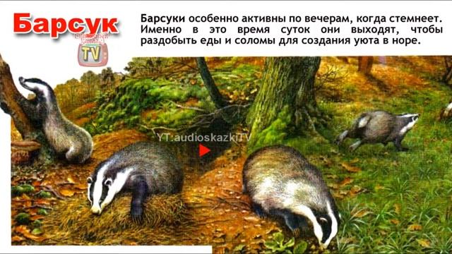 Энциклопедия про барсука. Презентация на тему барсук. Факты о барсуках для детей. Барсук красная книга россии. Рассказ про барсука.