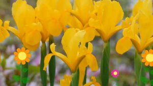 Ирис голландский (Golden Beauty). Краткий обзор, описание характеристик, где купить луковицы