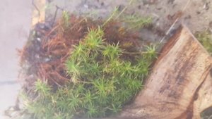 мы приехали через 2 дня, беременная самка ящерицы отложила яйца?