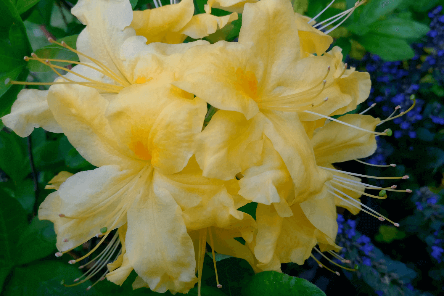 Рододендрон листопадный, aзалия садовая "Anneke" (Rhododendron "Anneke")