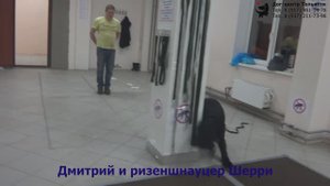 Соломонюк Дмитрий и ризеншнауцер Шерри. Занятие по дрессировке: трюки с собакой. Тольятти, 15.12.18.