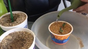 Пикирование огурцов. Мой удачный способ пикировки.