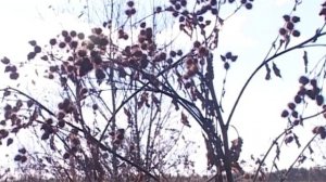 Тайны Рождественского монастыря