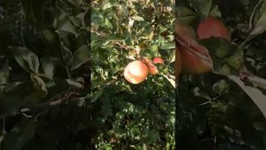 Яблоки кандиль китайская