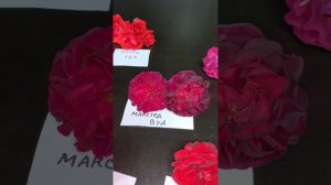 Обзор сортов в тёмной гамме?питомник maryroses.ru?