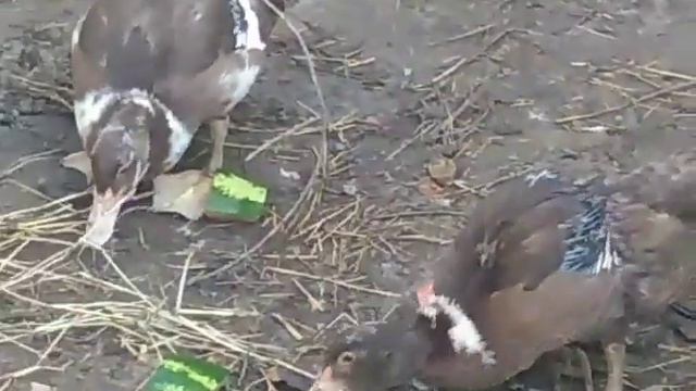 Вес перепелов в 34-36 дней ⚖️🦆утята 🐔🥚🥚яйценоскость кур