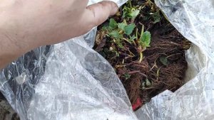 Рассада клубники фриго сорт Февори класс А+ от Голландского питомника Флевоплант