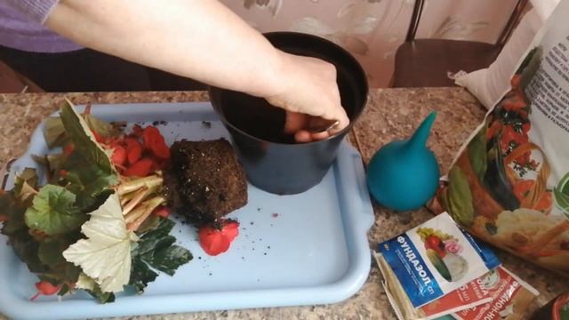 Бегония домашняя. Пересадка. смотреть онлайн