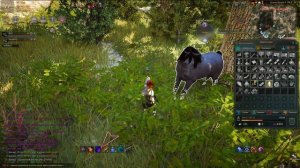 [Guide] Black Desert как поймать Лошадь