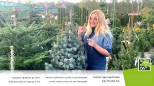 Пихта одноцветная Компакта - исключительное хвойное для любимого сада