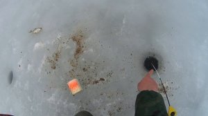 Ловля пассивной плотвы на необычную зимнюю снасть!