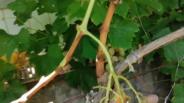 Виноград Ливия 31 июля 2020г смотреть онлайн