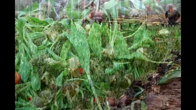 Экскурсия в частную теплицу по выращиванию тюльпанов в Голландии