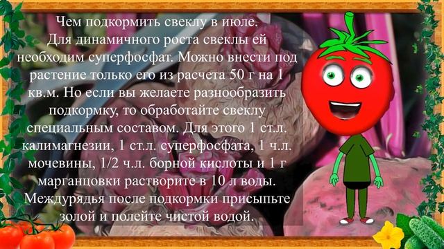 ПОДКАРМЛИВАЮ СВЁКЛУ ТОЛЬКО ТАК!
