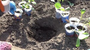 Рассада капусты ,пора в открытый грунт.