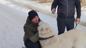 В гостях у собаковода из Армении Собака Волкодав