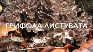 Красная книга: растения 2020