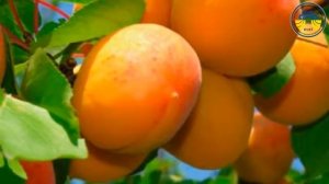 Сорти абрикоса