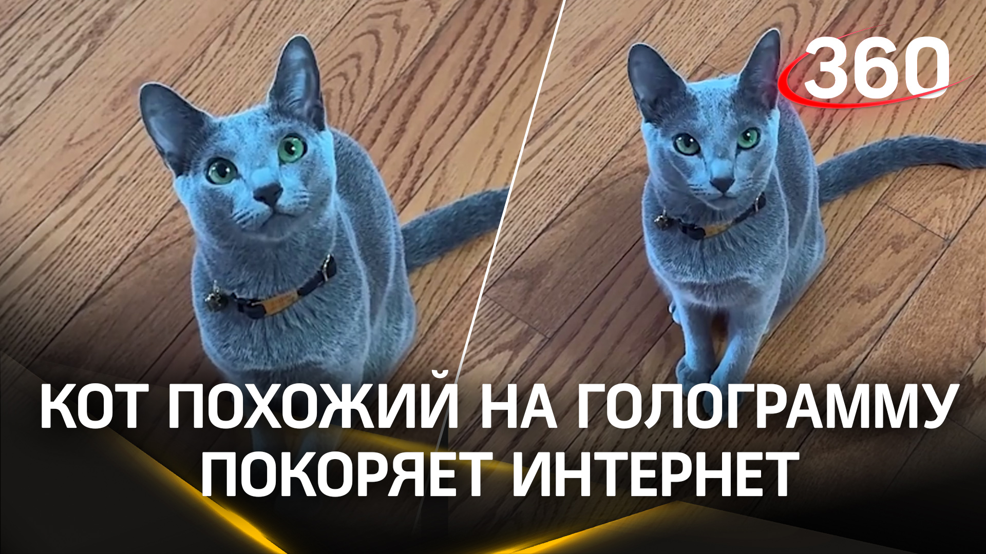 Нереально красивый! В Сети завирусился кот, который выглядит как голограмма