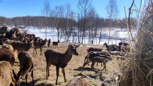 Кормушка оленей на базе отдыха Green Village Resort