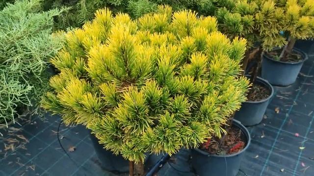 5 эффектных видов сосны для вашего участка смотреть онлайн