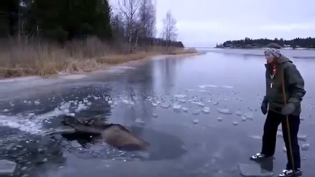 Спасение лося смотреть онлайн