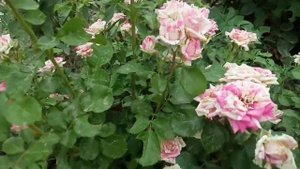 Роза спрей  ФЛАШИНГ.Компактный роза гүлы.#роза спрей