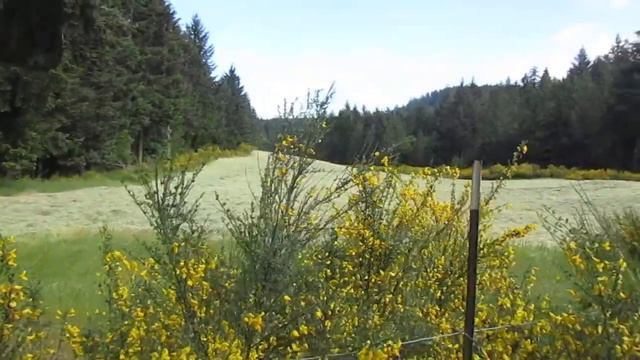 Scotch Broom  in Bloom covers vast areas of our Island