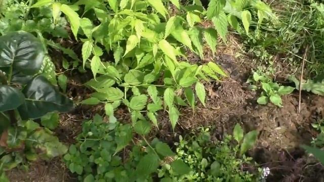 Подарок был без имени... Что это за растение у меня в саду? Неопознанные декоративные кустарники. смотреть онлайн