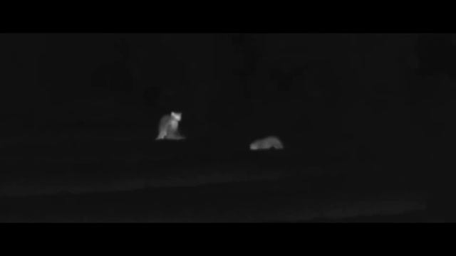 Ночная охота смотреть онлайн