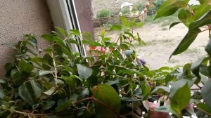 ПОЧЕМУ ФУКСИЯ СБРАСЫВАЕТ БУТОНЫ !!!