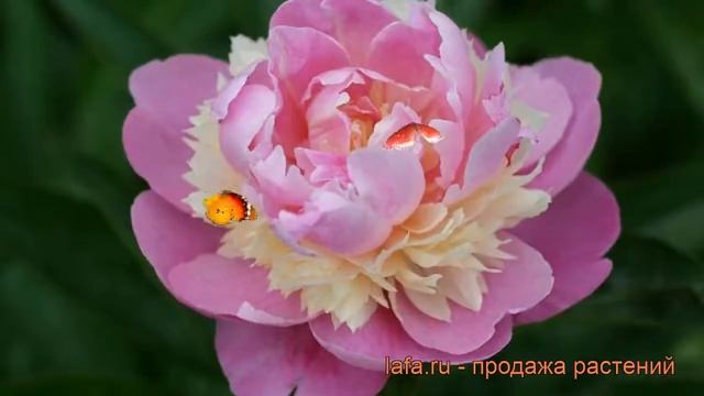 Пион травянистый Сорбет (paeonia sorbet) ? пион Сорбет обзор: как сажать рассада пиона Сорбет
