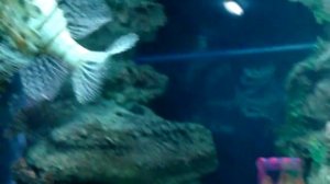 Рыба-зебра (Pterois volitans)