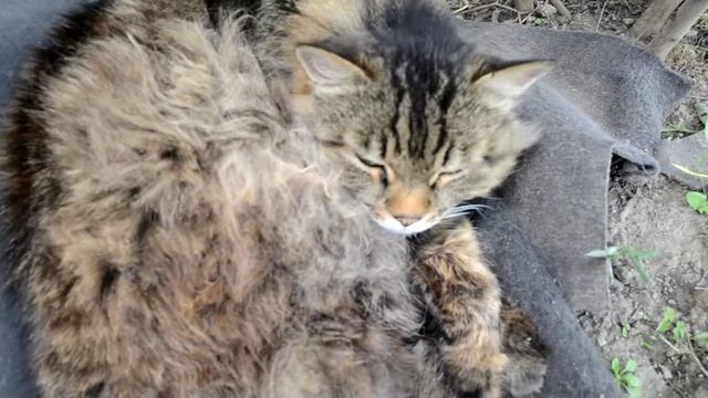 Смешные животные Ленивый кот не хочет просыпаться смотреть онлайн