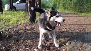 Как лает хаски ))