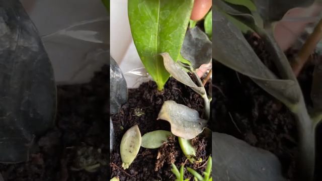 ZZ Plant Leaf Propagation | Single Leaf Propagation #short