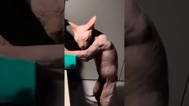 Накаченный кот #mma #сфинкс #топ